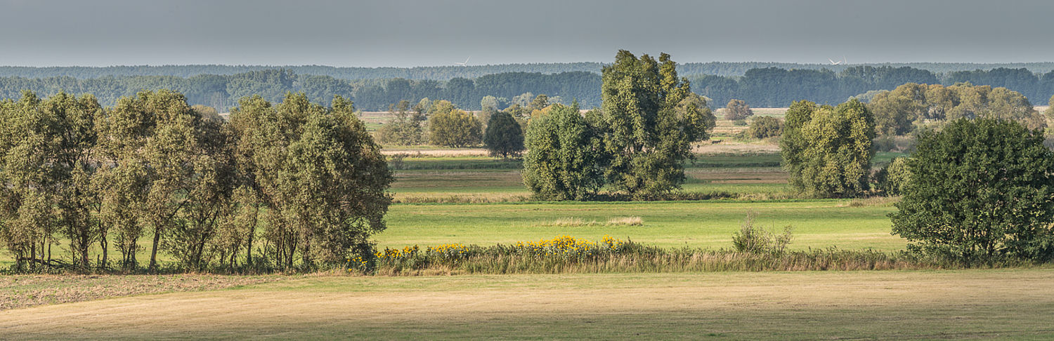Naturschutzgebiet Belziger Landschaftswiesen (Foto: Steffen Bohl)